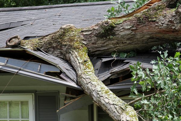 Cost of Storm Remediation in Orange